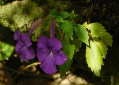 Achimenes longiflora