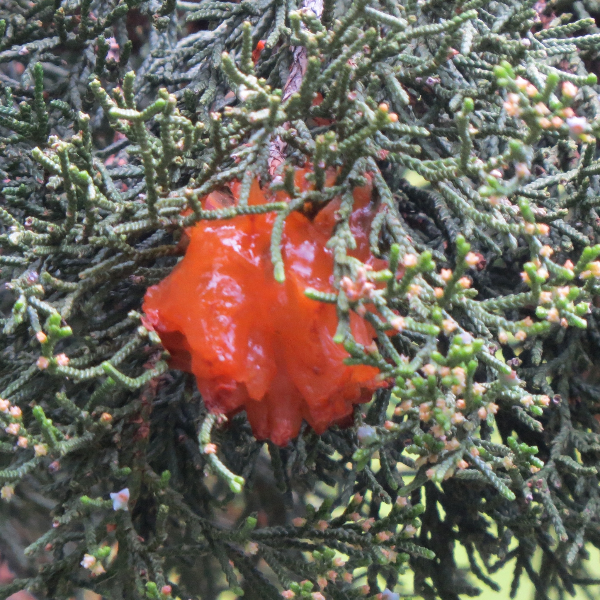 Gymnosporangium juniperi-virginianae image