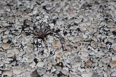 Ctenus valverdiensis