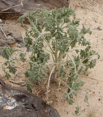 Hedosyne ambrosiifolia