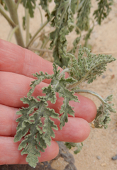 Hedosyne ambrosiifolia