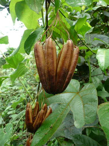 Aristolochia ringens image