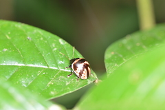 Platyphora fulvicornis