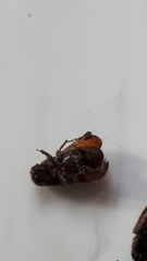 Dendroctonus rufipennis