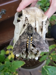 Manduca sexta