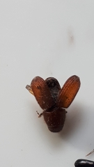 Dendroctonus rufipennis