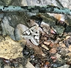 Drasteria grandirena