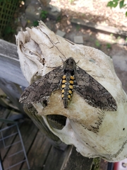 Manduca sexta