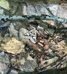 Drasteria grandirena