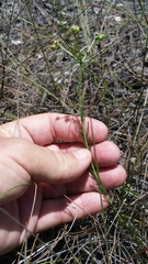 Euphorbia polyphylla