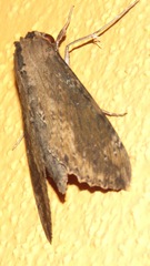 Erinnyis crameri
