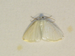Lomographa vestaliata