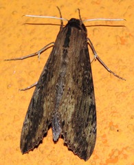 Erinnyis crameri
