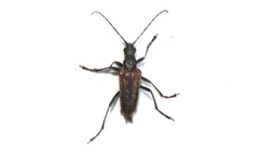 Anastrangalia sanguinea