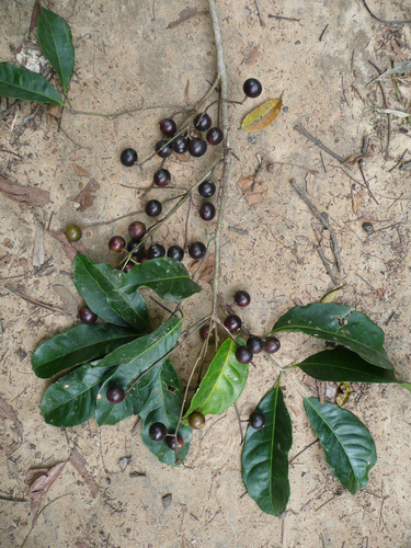 Santiria trimera (Santiria trimera)