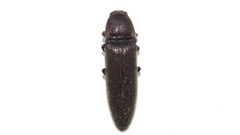 Melanotus castanipes
