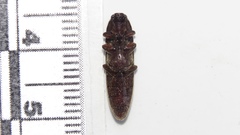 Melanotus castanipes