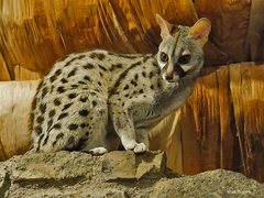 Common Genet photo 1