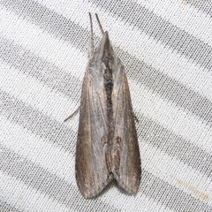 Cucullia omissa