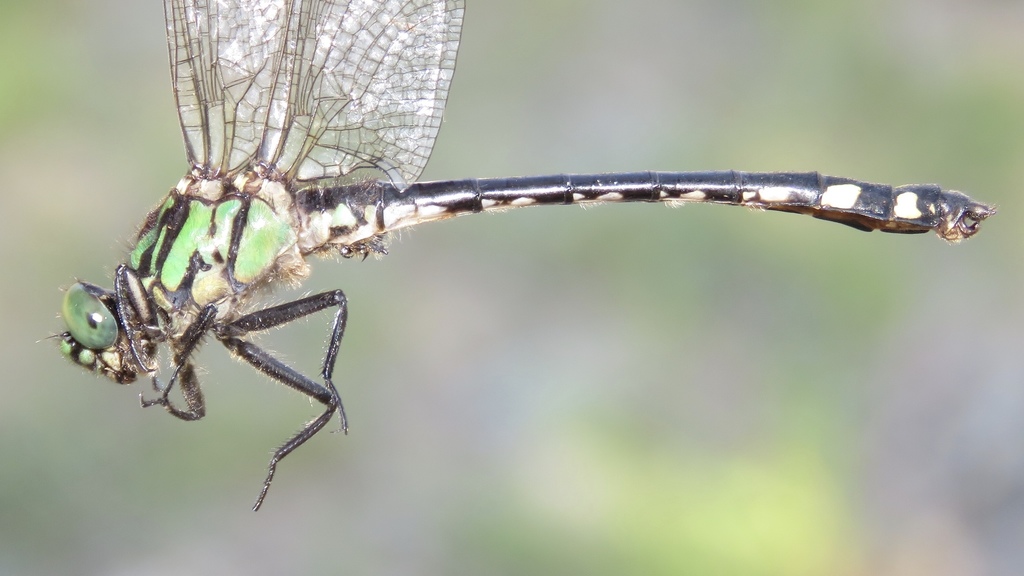 Extra-striped Snaketail