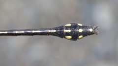 Ophiogomphus anomalus