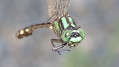 Ophiogomphus anomalus