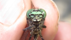 Ophiogomphus anomalus