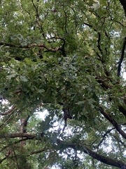 Quercus similis