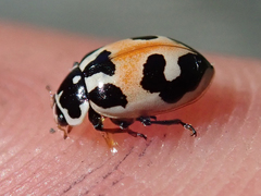 Hippodamia apicalis