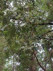 Quercus similis