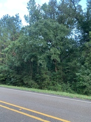Quercus similis