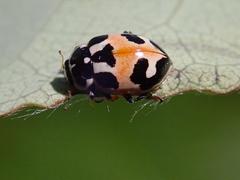 Hippodamia apicalis
