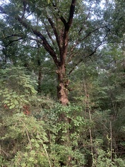 Quercus similis