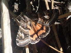 Drasteria hastingsii