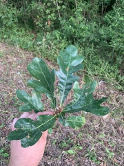 Quercus similis