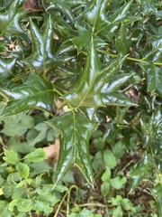 Ilex cornuta