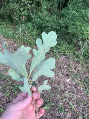 Quercus similis