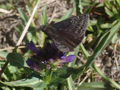 Erynnis persius