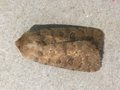 Hoplodrina octogenaria