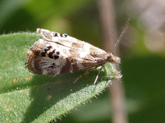 Caloreas occidentella