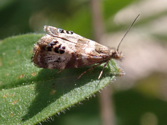 Caloreas occidentella