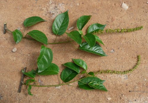 Croton dispar