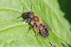 Andrena bicolor