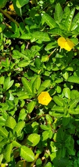 Ludwigia grandiflora