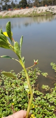 Ludwigia grandiflora