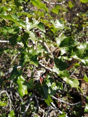 Vasconcellea chilensis