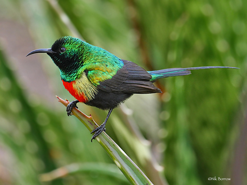 Gorgeous Sunbird photo