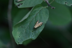 Nemophora degeerella