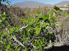 Vasconcellea chilensis