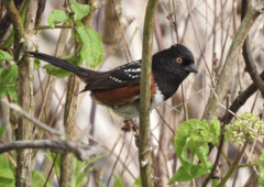 Pipilo maculatus oregonus